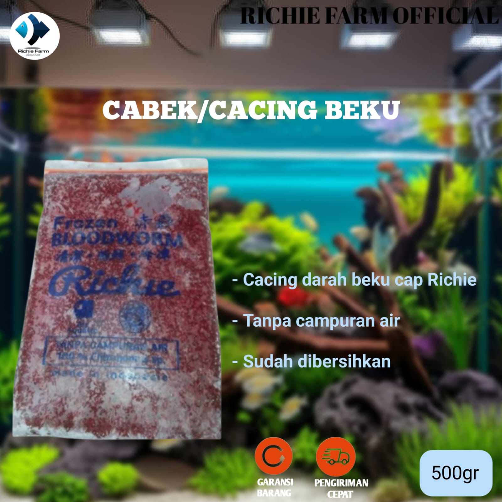 Ikan Discus 3